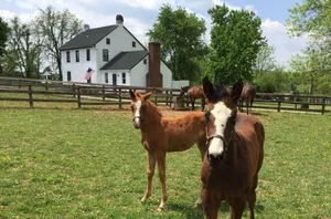 Image of \"Merrywell\"  A Horse Lovers Haven.