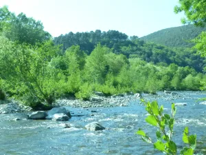 Image of Mimosa on a hillside gite 4\/6 p. Mas EDEN independent open view