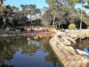 Image of House just a stone's throw from LA PALMYRE zoo and beaches.