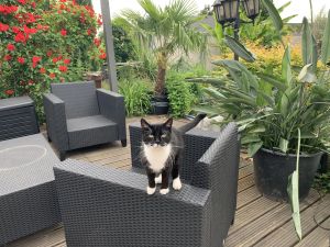 Image of Guest apartment near Speyer with beautiful terrace by the koi pond