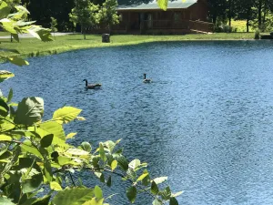 Image of Private Catch & Release Lake - Boat Rental Included! Close To Lake Cumberland!