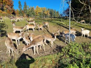 Image of Fantastic location (nature reserve) and yet within 30 minutes in the middle of Munich!