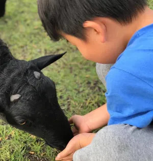 Image of Family Farm Stay with Animals, Playground and Firepit