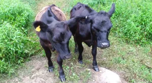 Image of Weekend Weddings on our Working Farm