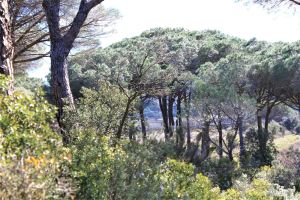 Image of A cottage SENTEURS DE GARRIGUE offers peace and quiet in a corner of nature