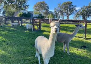 Image of Anavo Farm's Stylish Sheep Retreat