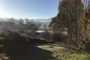 Image of Blue Cockatoo - Humble Home Peaceful View