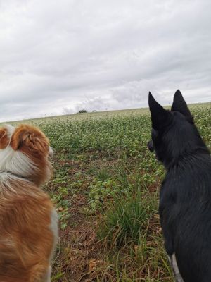 Image of French dog friendly gite adjacent to a farmhouse converted as a residence.