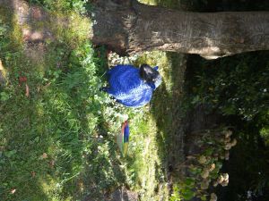 Image of Apartment Blue Sheep Tecklenburg - Apartment Blue Sheep