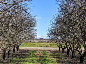 Image of Beautiful house on Almond & Pistachio Farm