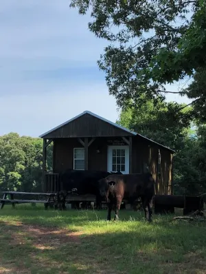 Image of Cabin on a Pond