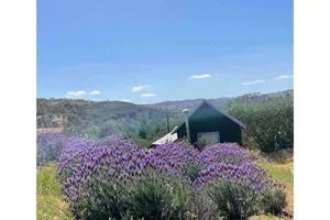 Image of Moonrise Cottage at Buena Terra Lavender Farm