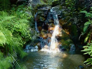 Image of Forest Cottage in Big Sur w\/Private Hiking & Hot Tub