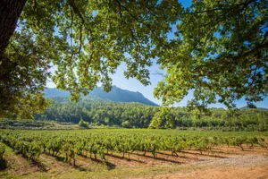 Image of The Syrah and Chardonnay villas: 10 superb rooms in the heart of a vineyard.