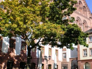 Image of City-Dachapartment Mainz