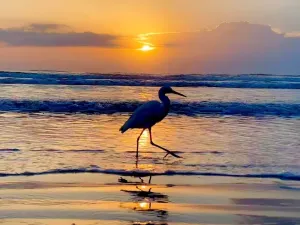 Image of Beachside condo- steps from the no drive beach- 3 beds 2 baths