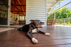 Image of Serenity - Mudjimba - Pet Friendly Holiday Home