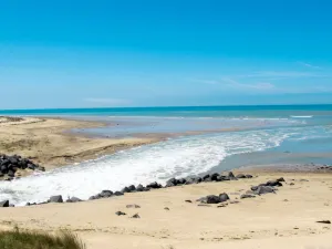 Image of LES CORDYLINES (ASM400)