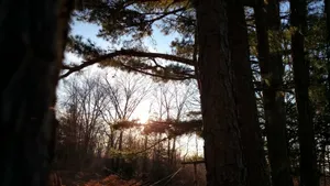 Image of Whispering Pines in the Country on 40 Acres