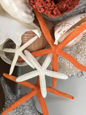 Image of The Starfish Cottage\" Steps to the Ocean. 🌊🌊🏖️. 🌀SUMMER FUN 🌀RELAX & ENJOY 😎