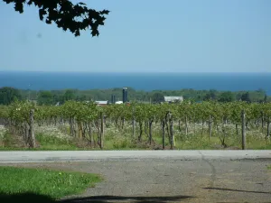Image of Relax among vineyards and orchards on this working grape farm.