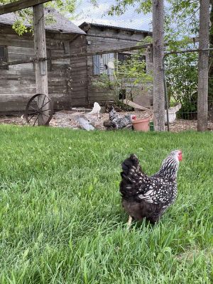 Image of Quiet Countryside Views, Offering Unique Farm Life Experience