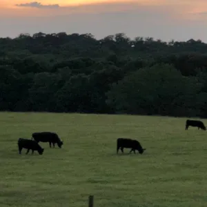 Image of Quiet Acres Farmhouse at Fine Family Farm