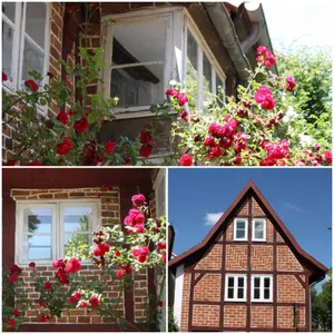 Image of Living in the middle of Lüneburg's most beautiful district
