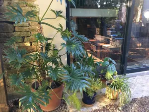 Image of The Greenhouse