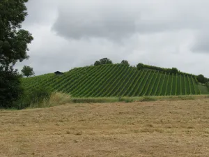 Image of Freistehendes Haus am Fuße des Weinbergs