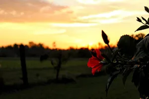 Image of Come Live on the farm