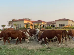 Image of NEW Hacienda Ranch W\/ Resort Style Pool