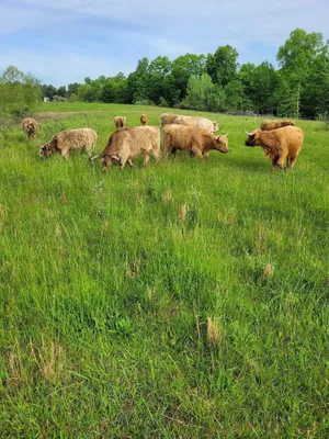 Image of Cabin on a working ranch with Highland cattle in Hocking Hills