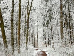 Image of Quiet, cozy vacation apartment near the forest.