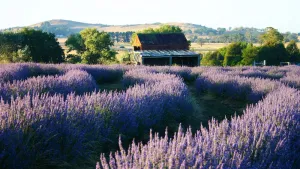 Image of Ashburton Lavender Farm Stay