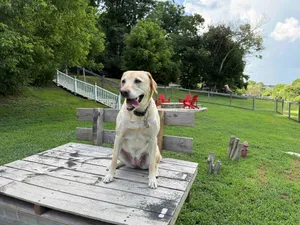 Image of WeLoveALLDogs\/FullyFencedYards\/Firepit\/Views\/2King