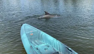 Image of Stay Where Dolphins Play,Water Front
