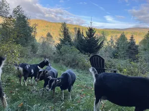 Image of Farm animals!  Mountains, pond, old barn, hiking trails- quintessential Vermont