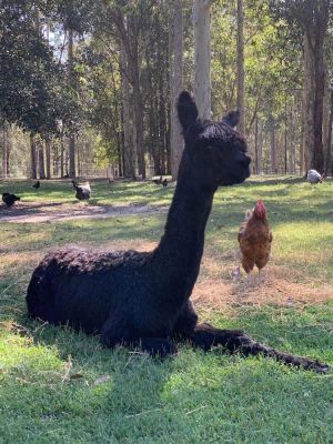 Image of Breemiloy Homestead Hunter Valley - 28 acre property