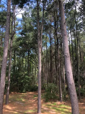 Image of Low Country Carriage House Amidst Towering Pines
