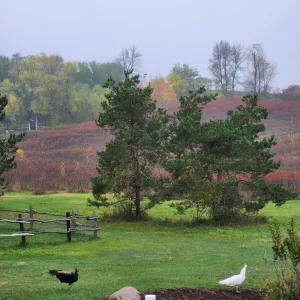 Image of Modern Farmhouse with gorgeous views and lots of farm animals!