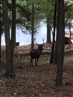 Image of Hunter Style Lodge inside Fenced Game Refuge