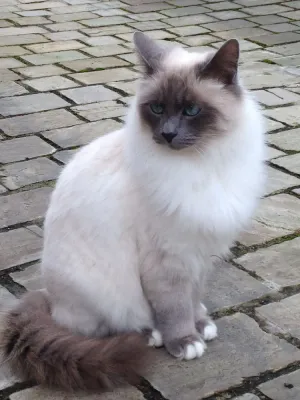 Image of DJANGO, Housing In Town House ORGEVAL, West Paris