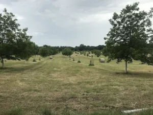 Image of Ben Ranch Cabin # 2 located in a century old Pecan Orchard. 2 Bedroom plus couch