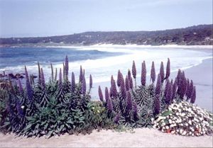 Image of Sweet, Historic Cottage on Carmel Point