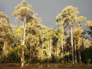 Image of Shizunami Retreat Bermagui