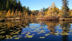 Image of Private Island with a hand scribbed log cabin on beautiful Burntside Lake