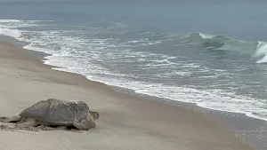 Image of Peaceful Retreat on the Treasure Coast.