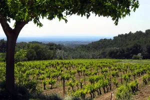 Image of Gîte Le Clos, entre vignes et forêts