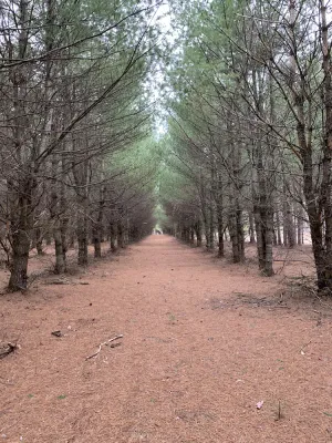 Image of 100 acre property trails and a cozy cabin
